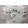 GŁOWA MEDYCZNA LEKARSKA - MAPA MÓZGU PORCELANA bla