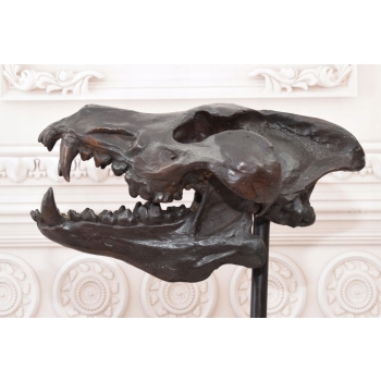 Nowoczesna Figura - Czaszka Dinozaura - Figura z Brązu - Dekoracja