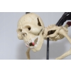 Latający Kościotrup - Kostek Memento Mori - Figura Rzeźba z Żeliwa - Ozdoba