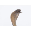 Groźna Kobra - Wąż Grzechotnik - Cobra - Figura Rzeźba z Brązu - Dekoracja