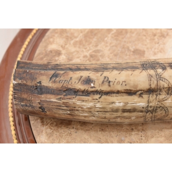 Kieł Morsa - Róg Trofeum - Replika Rzeźba - Grawery - Ozdoba Dekoracja 45cm