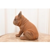 Żeliwny Bulldog - Pies Piesek - Figura Rzeźba z Żeliwa - Dekoracja Dom
