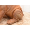 Żeliwny Bulldog - Pies Piesek - Figura Rzeźba z Żeliwa - Dekoracja Dom