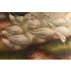 Rodzina Kaczek - Pływające Kaczki Kaczka - Złota Rama - Obraz Olejny 83x73