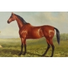 Piękny Brązowy Koń Arabski - Konik - Obraz Olejny - Zdobiona Rama