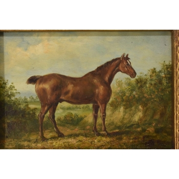 Piękny Brązowy Koń Arabski Na Pastwisku - Konik Obraz Olejny Zdobiona Rama