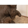 Pies Cocker Spaniel - Figura Psa - Rzeźba z Brązu - Dekoracja Ozdoba