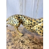 Duży Przyczajony Złoty Gepard Tygrys KOT Figura z Brązu Cętki Piękny 110cm