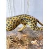Duży Przyczajony Złoty Gepard Tygrys KOT Figura z Brązu Cętki Piękny 110cm